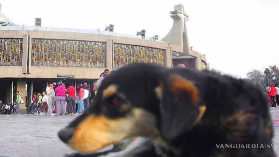 Peregrinos siguen abandonando perros en la Basílica