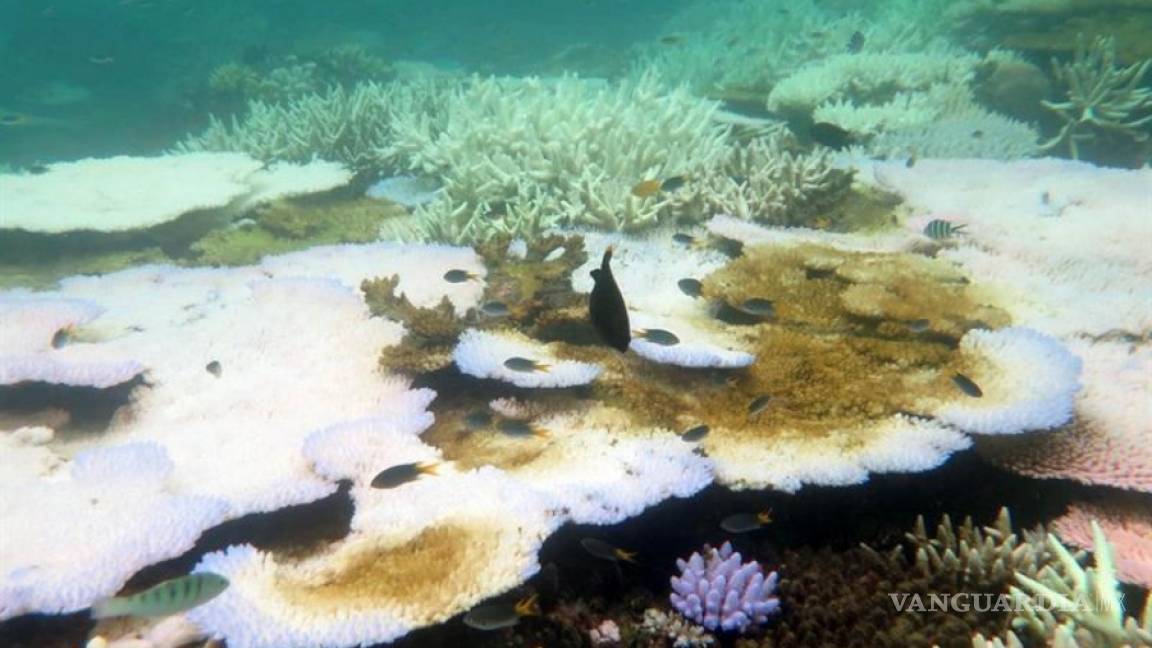 Pérdidas millonarias en Australia por daños en la Gran Barrera de Coral