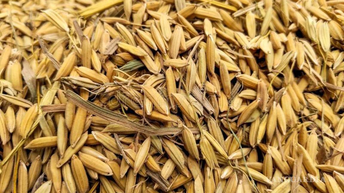 México importará arroz palay procedente de Argentina