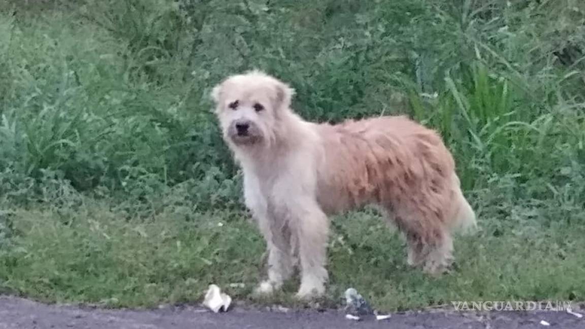 Perro esperó a su dueña por más de cuatro años a lado de una carretera