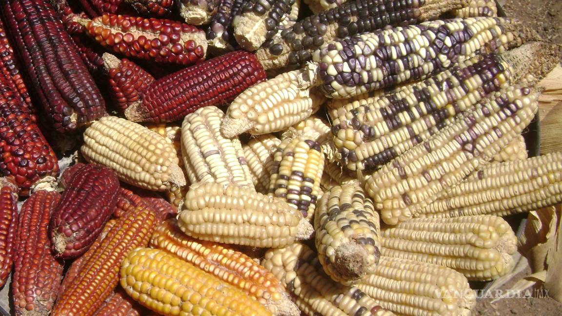 $!Universidades y empresas de EU se piratean el maíz oaxaqueño, dicen que lo 'descubrieron'