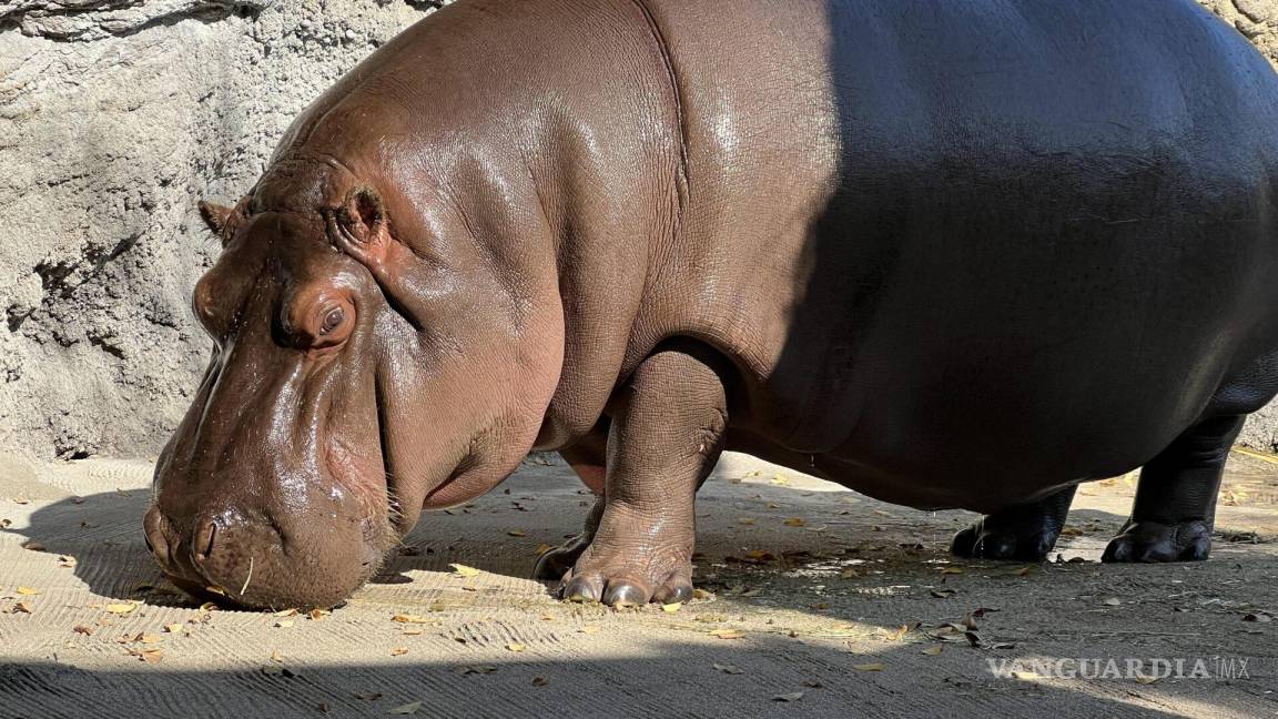 Gen-chan, un hipopótamo que dejó México como macho y al llegar a Japón descubrieron que era hembra