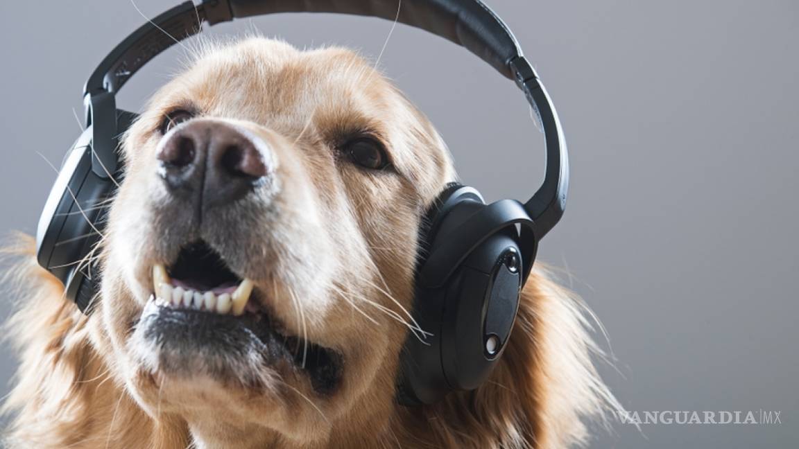 Spotify crea una conexión musical para ti y tu mascota con estas nuevas playlists