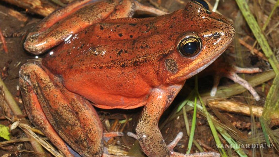 $!Debe su nombre al color rojo o rosa de su abdomen y patas traseras
