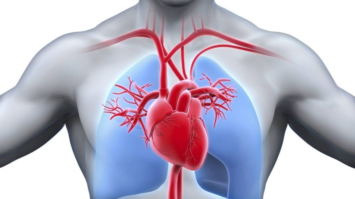 Científicos descubren cómo rejuvenecer 20 años al corazón