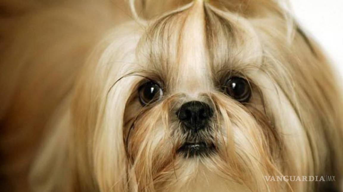 $!Los peores perros para los niños (parte 2)