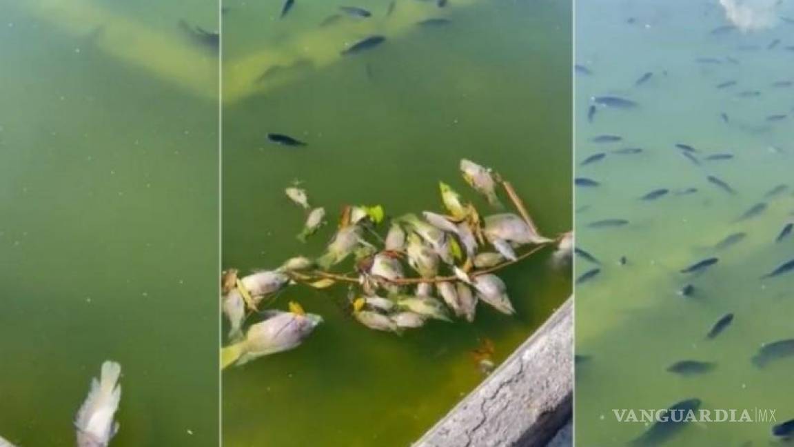 Indagan muerte de peces en Lago de Chapultepec