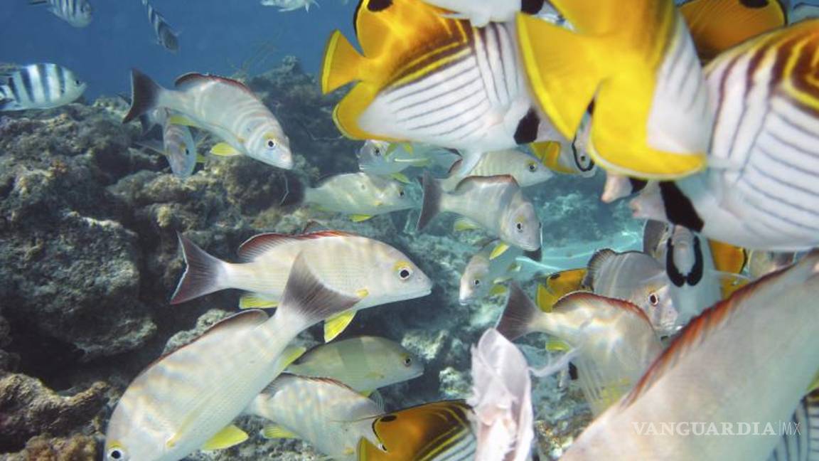 $!Tienen las Islas Cook la reserva marina más grande del mundo