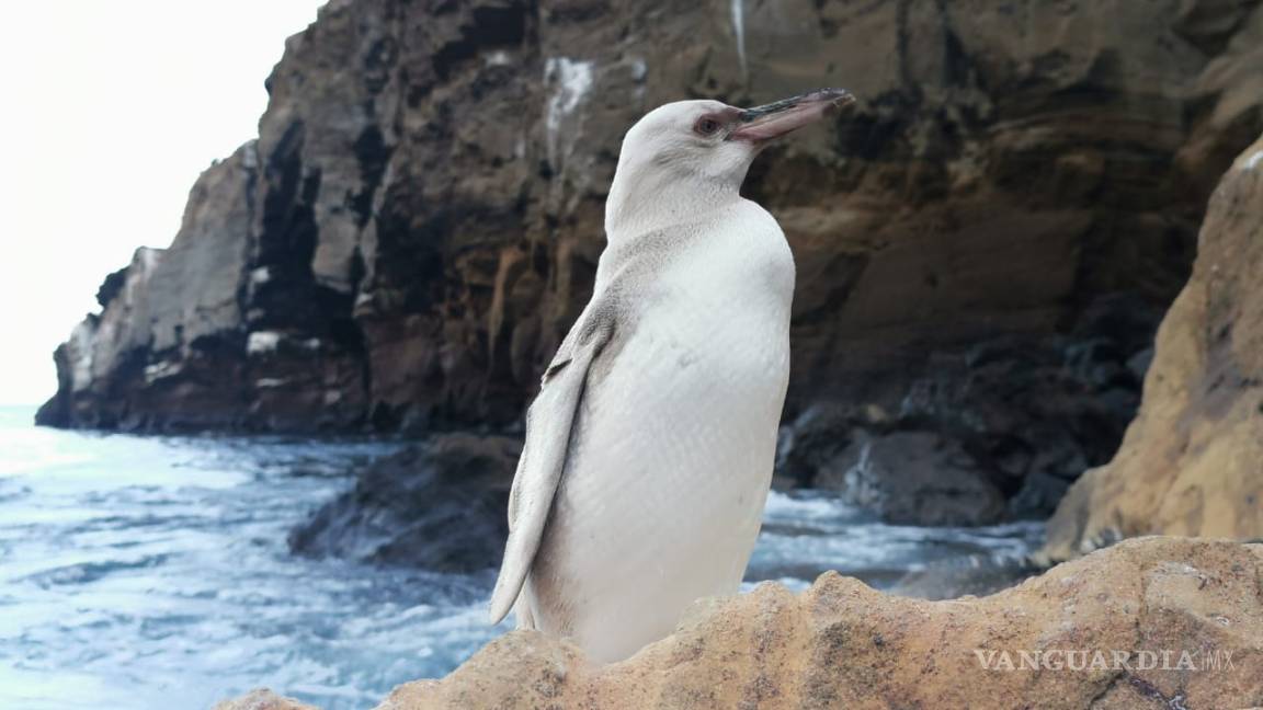 Captan a pingüino blanco en Galápagos, padece leucismo