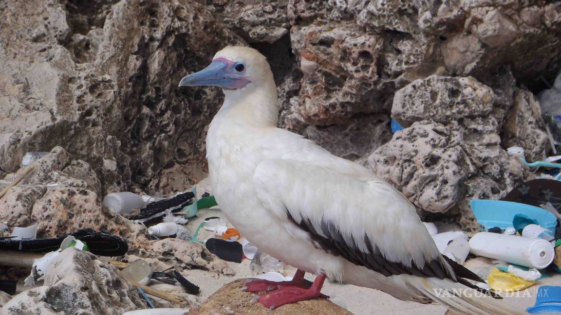Estudio: 99% de aves marinas tendrá plástico en el estómago en 2050