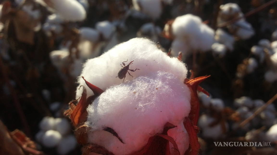 Sagarpa alerta por brote de plaga en el algodón en la Región Laguna de Coahuila y Durango