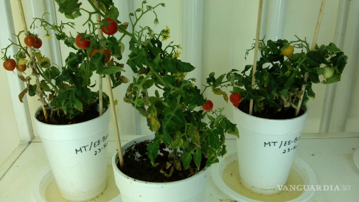 Científicos de Sinaloa desarrollan un tomate que disminuye la hipertensión
