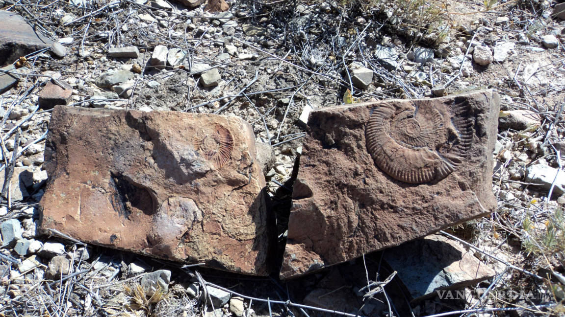 Descubren fósil de dinosaurio de 70 millones de años en desierto de Chihuahua