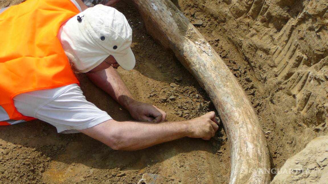 Hallan en Austria colmillos gigantescos de mamut