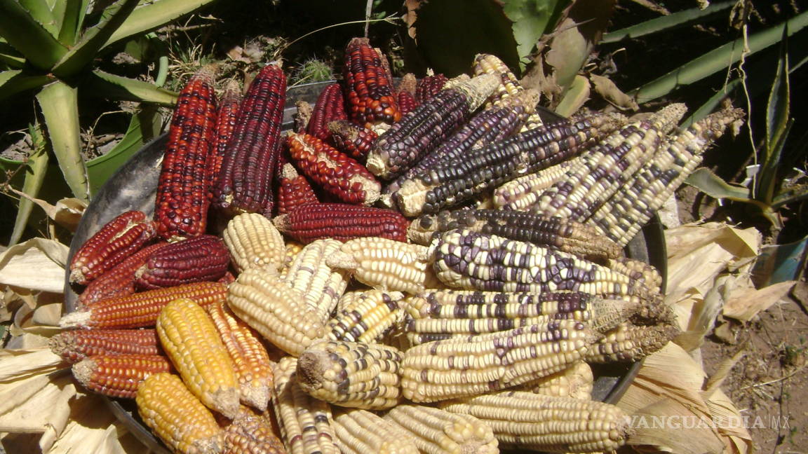 Universidades y empresas de EU se piratean el maíz oaxaqueño, dicen que lo 'descubrieron'