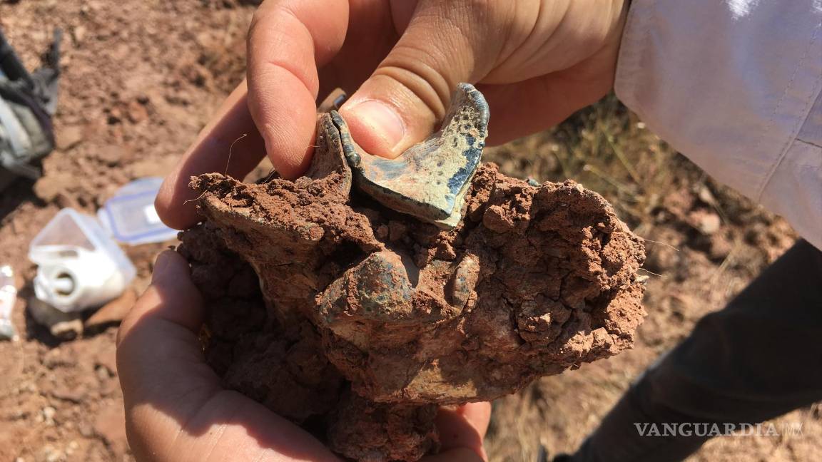 $!Muela superior de un mamífero Brontothere de origen asiático.