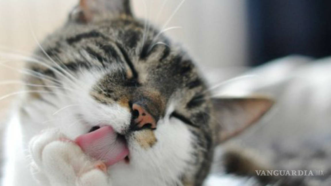 $!Lo que te cuesta mantener más: ¿perro o gato?