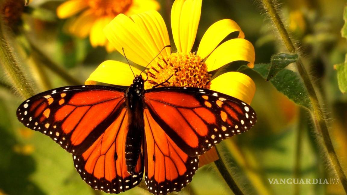 ‘Hay más Mariposas Monarca en adornos del Centro que en el cielo’; expertos señalan reducción de migración por Saltillo