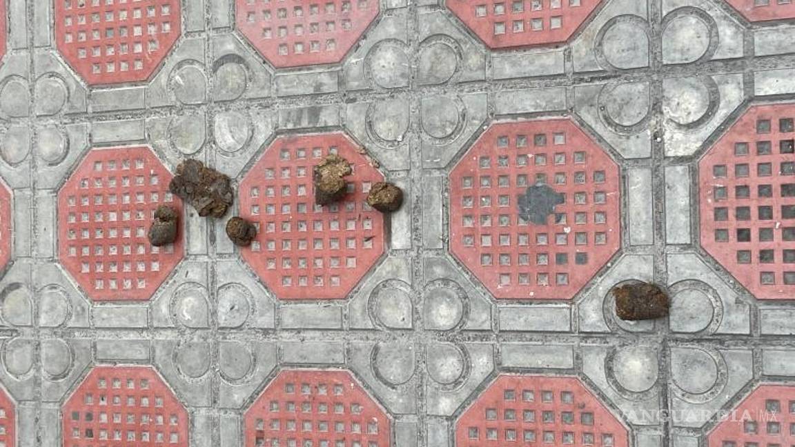 $!En la CDMX existen multas que van desde los mil 58 pesos hasta los tres mil pesos de multa o de 12 a 24 horas de detención si no se cumple con la misma.