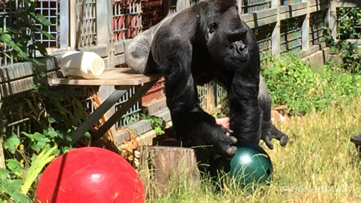 El gorila Ndume gana disputa legal y regresa al zoo de Cincinnati