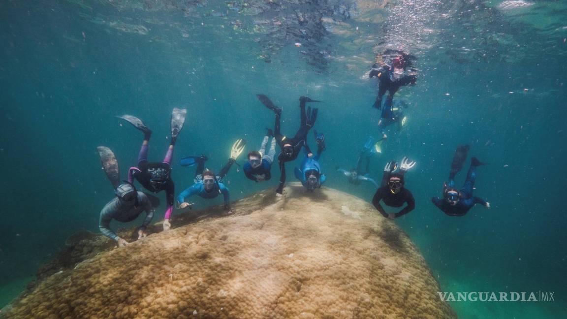Submarinistas descubren un enorme coral de 400 años en la Gran Barrera australiana