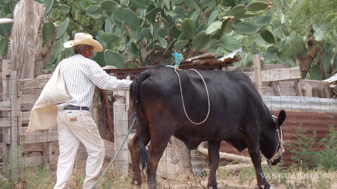 $!En Fermín, ejido de General Cepeda, ya no hay vacas para hacer queso