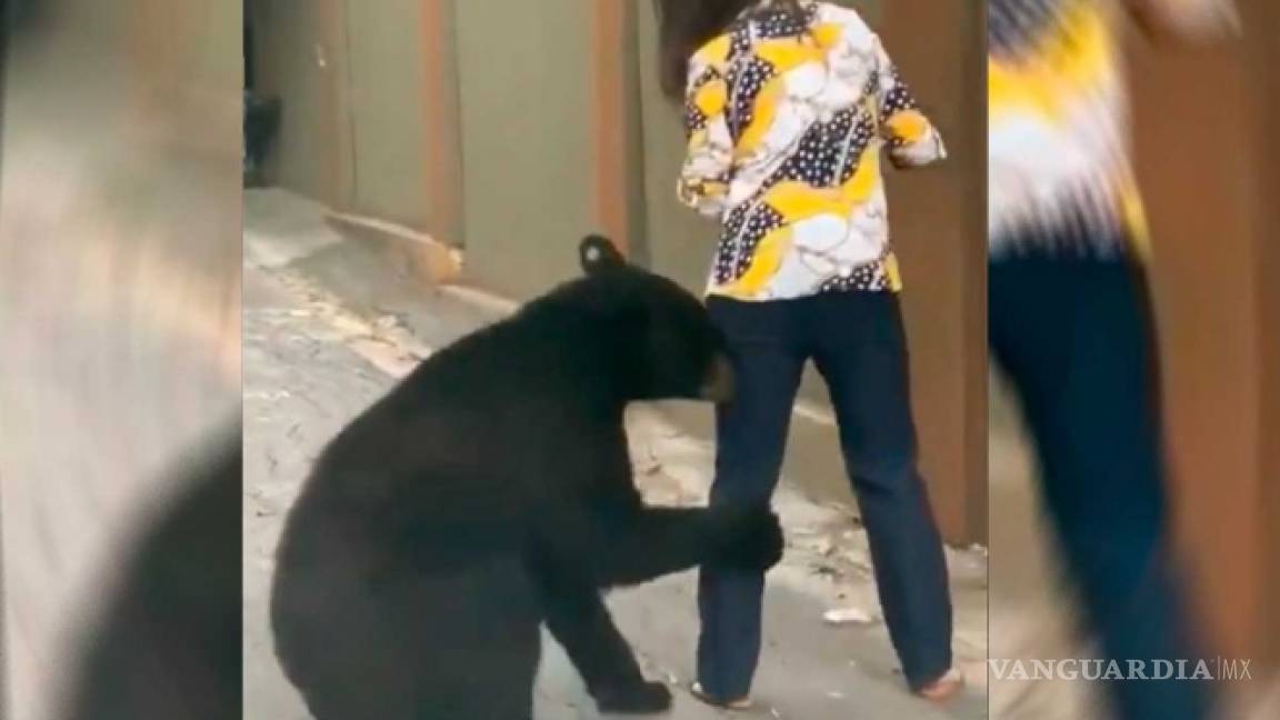 Ahora en Nuevo León, oso agarra pierna de joven en plena calle (video)