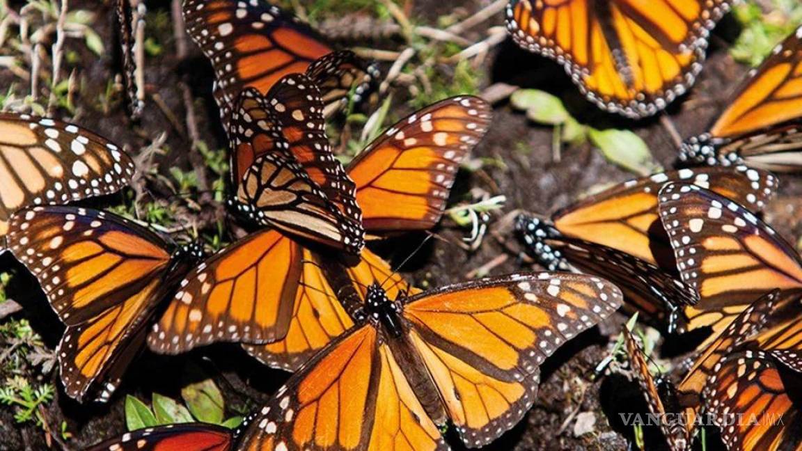 Menos mariposas monarca invernan en México
