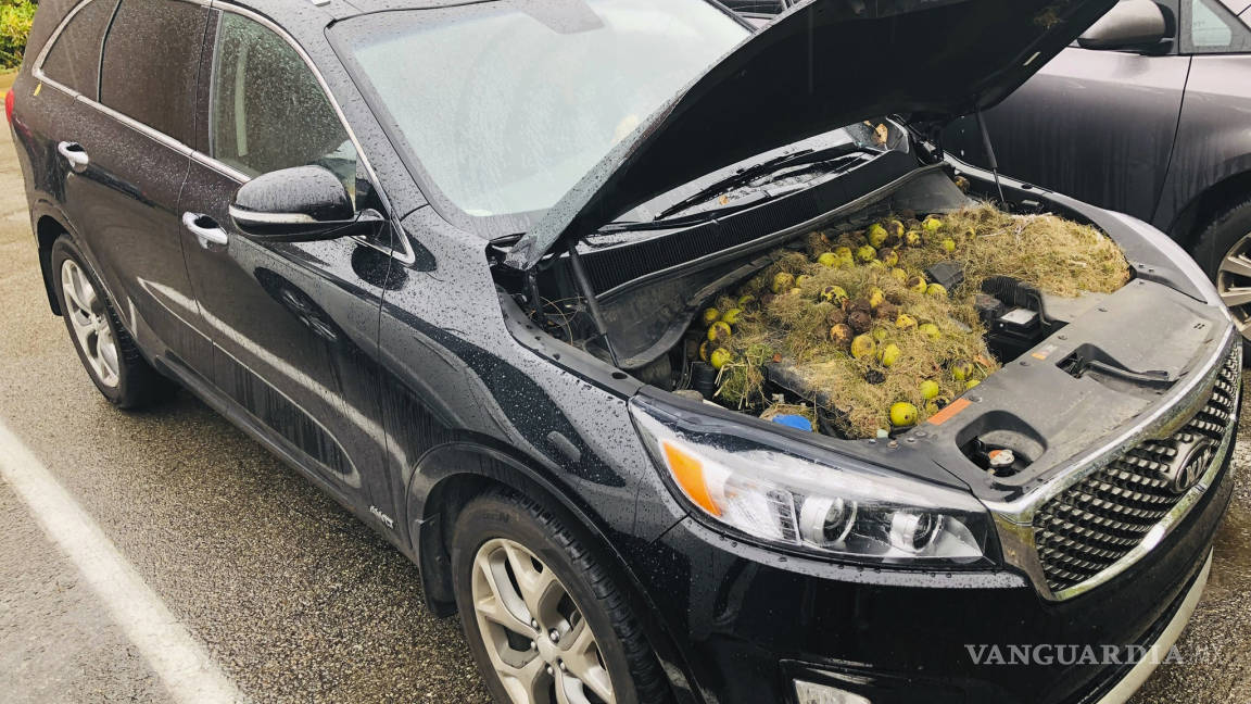 Ardillas esconden su botín de más de 200 nueces en el motor de una camioneta