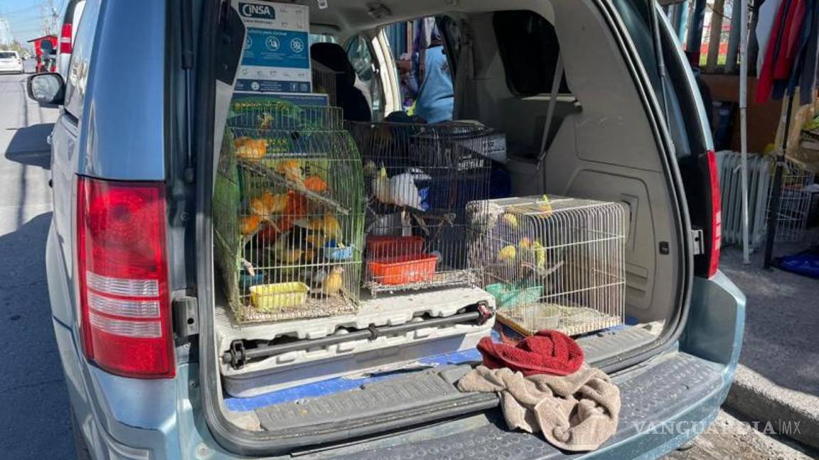 $!Un recorrido por el mercado de la colonia Bellavista documentó la venta de aves silvestres en al menos cuatro puestos distintos.