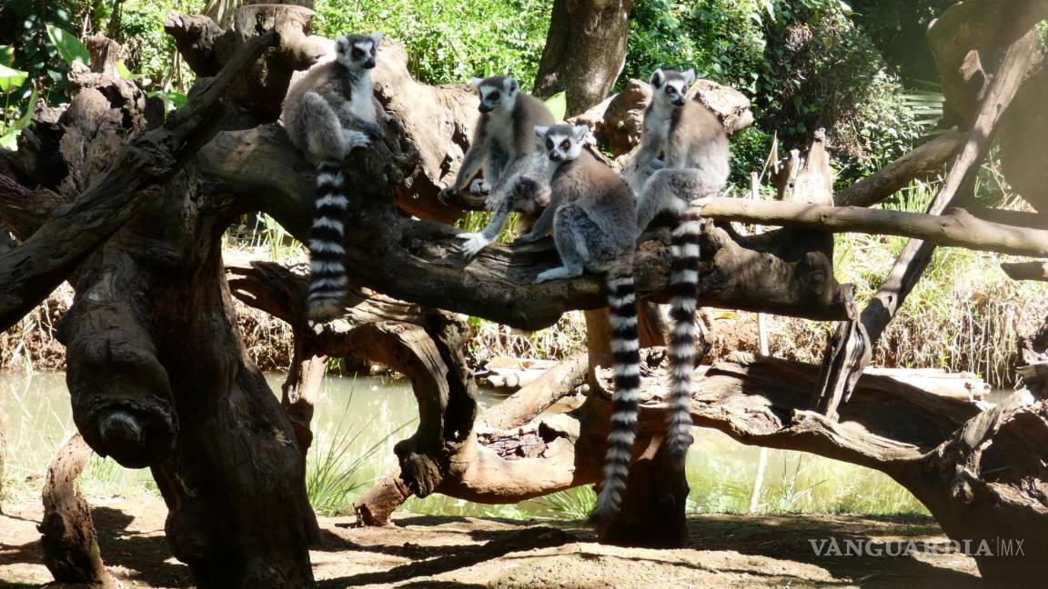 $!Los lémures son emblema característico de Madagascar.