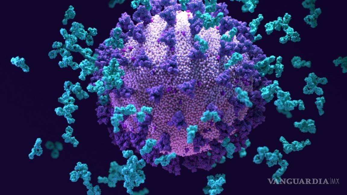 Descubren ‘superanticuerpo’ capaz de combatir múltiples coronavirus incluido el COVID-19