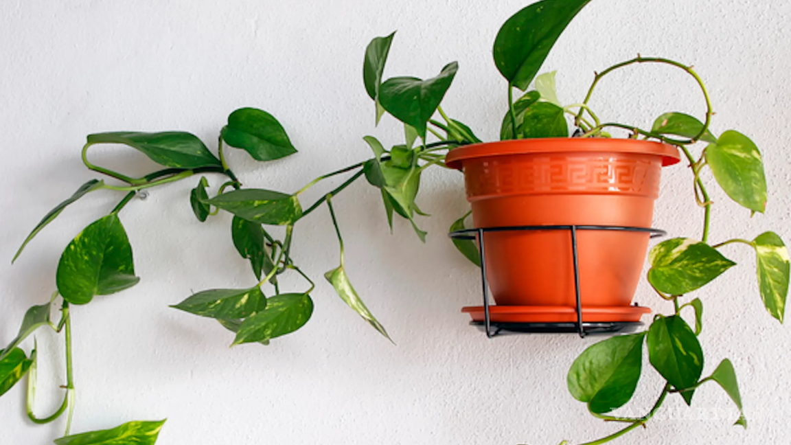 $!Conocida como planta Teléfono, crece de forma exuberante.