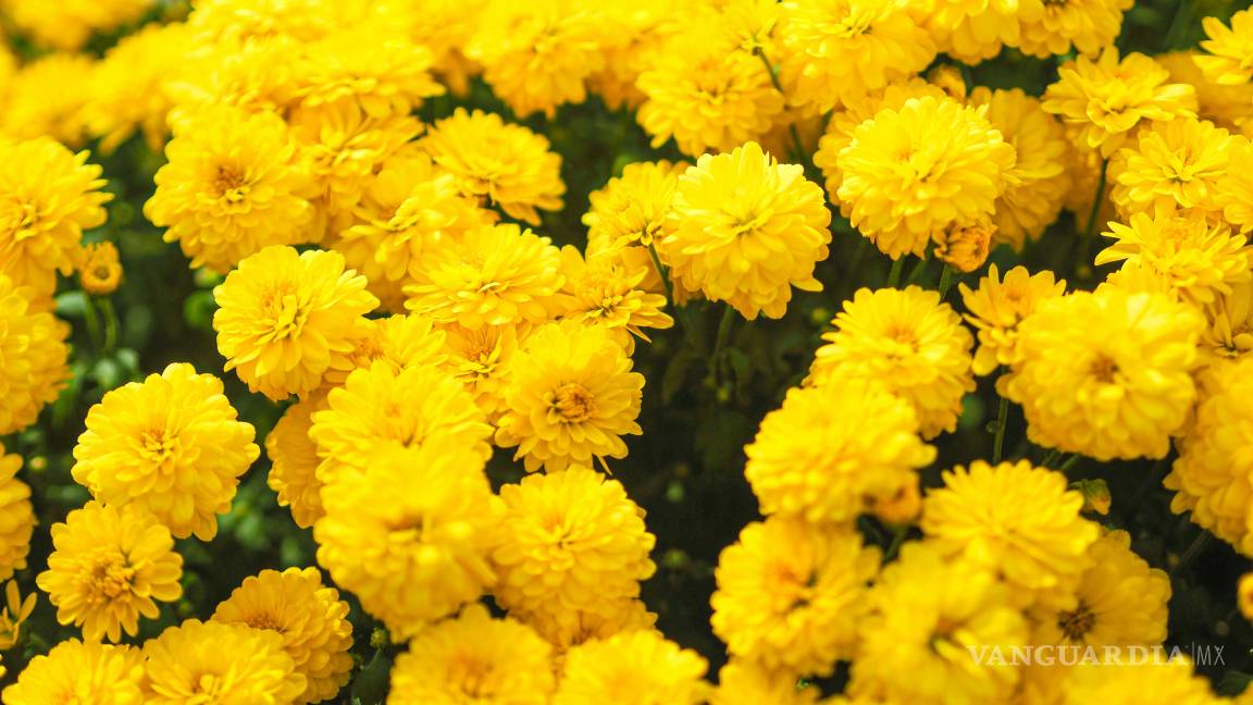 $!¿Por qué se regalan flores amarillas el 21 de septiembre?