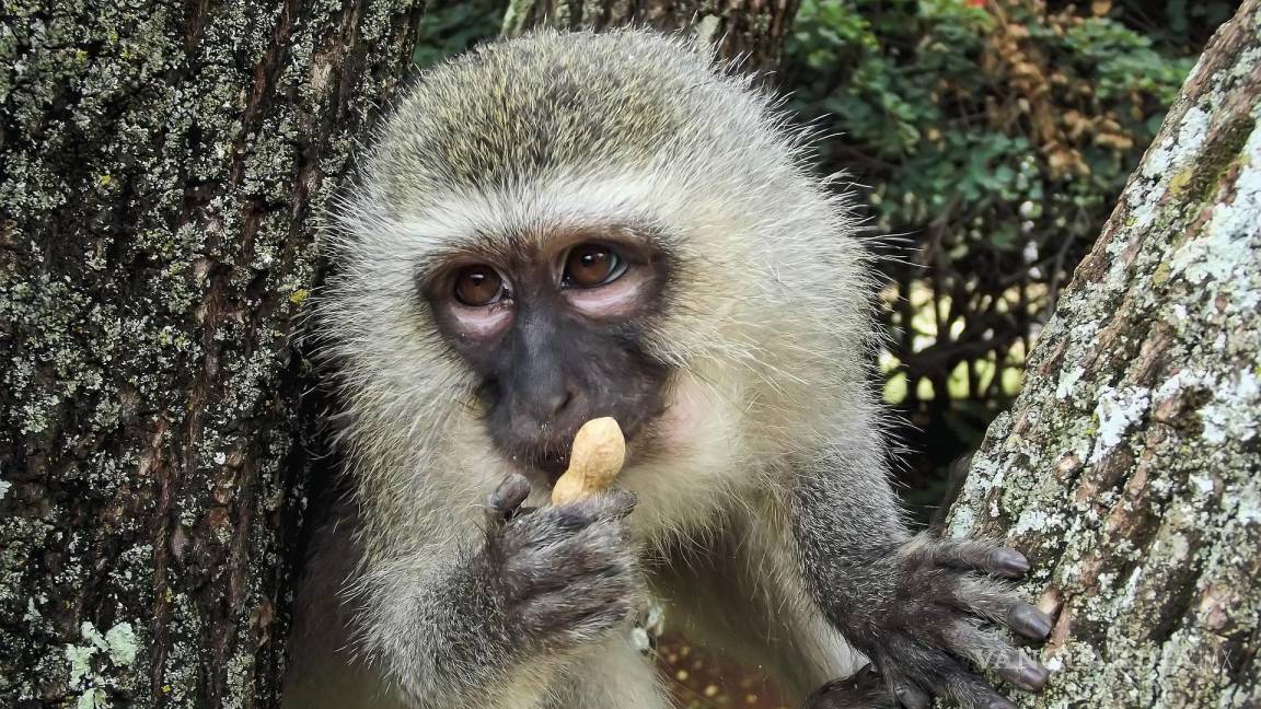 ¿Por qué en Sint Maarten se aprobó un polémico plan para sacrificar a todos los monos verdes?