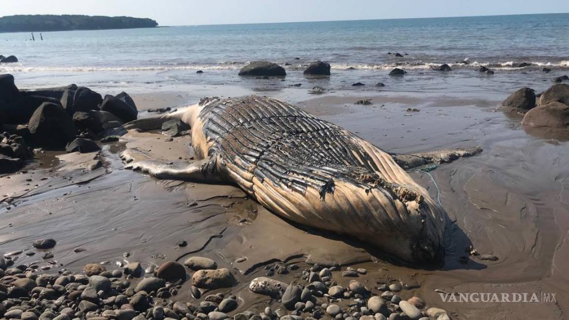 Aparece una ballena muerta en Punta Mita