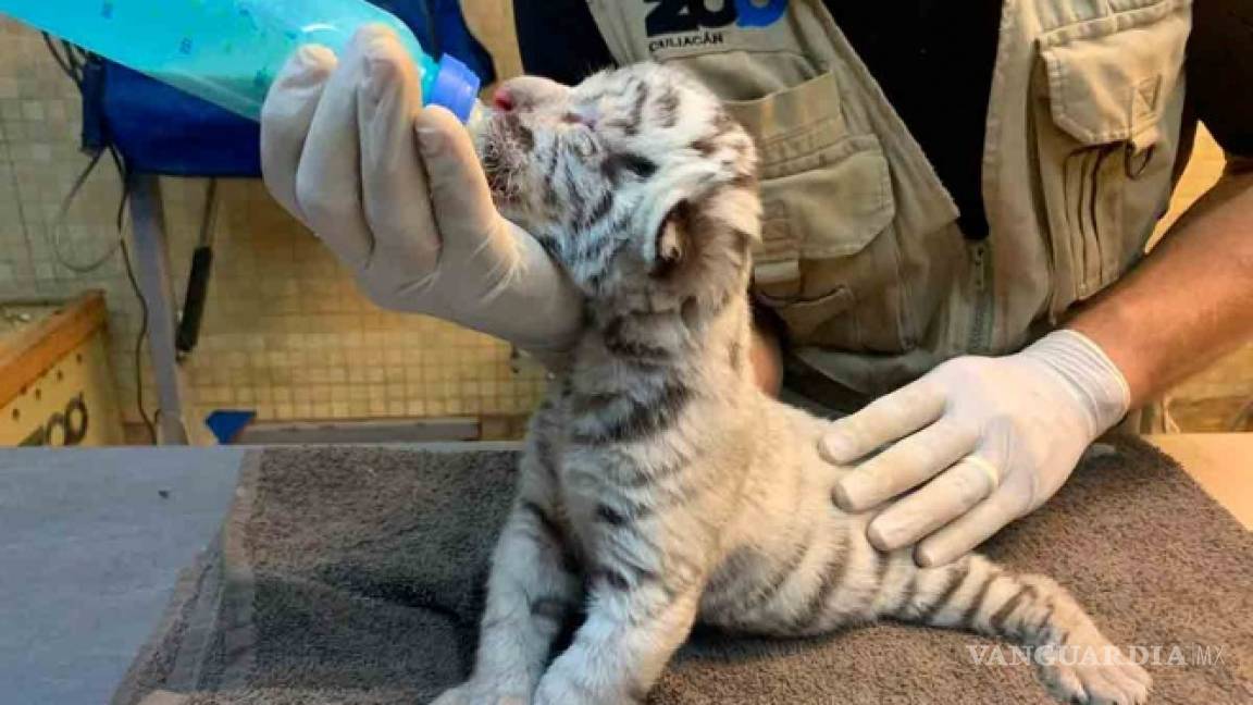 Nace en plena pandemia cachorro de tigre blanco en Zoológico de Culiacán