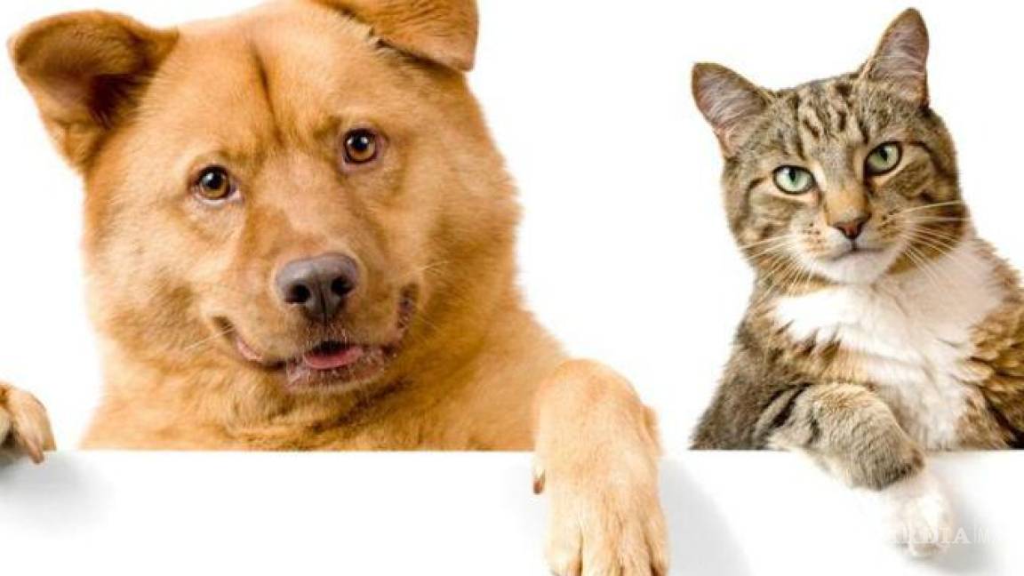 Lo que te cuesta mantener más: ¿perro o gato?