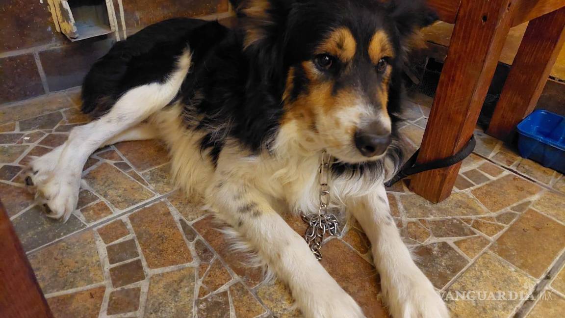 $!Perrito se escapa para ‘terminar el bachillerato’; alumnos del CBTis lo rescatan y entregan a su familia en Saltillo