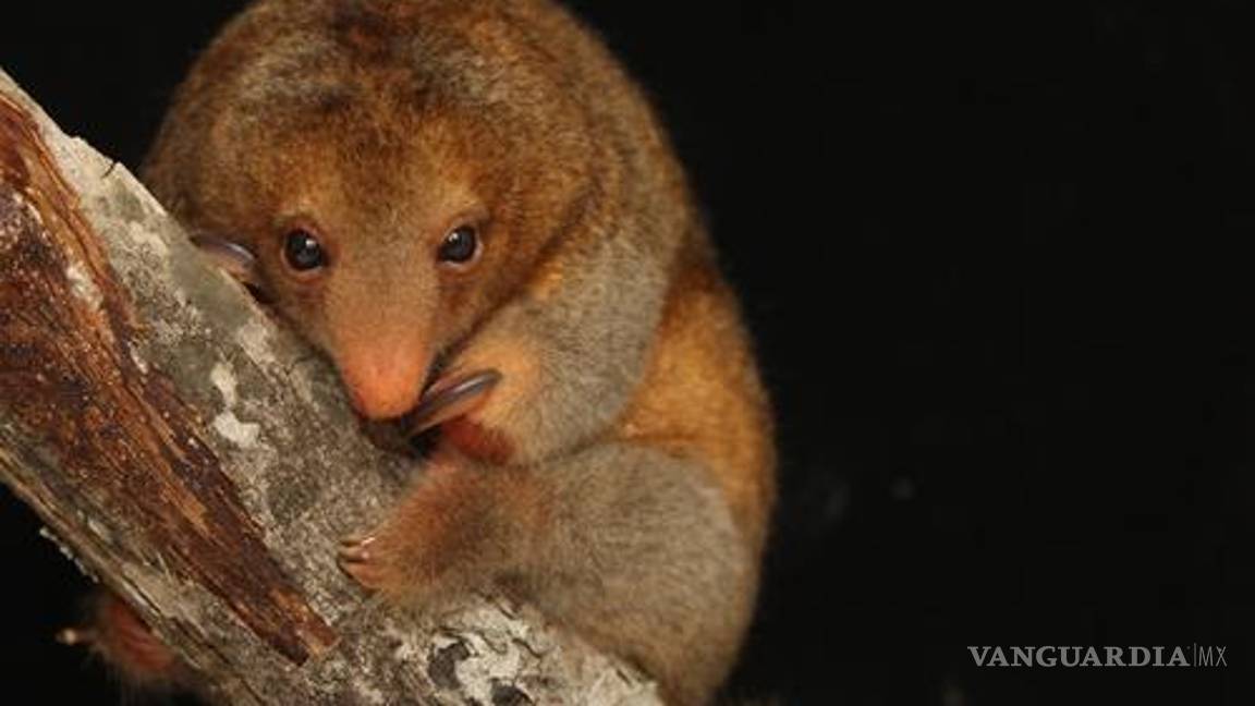 $!Su tamaño es como el de una mano humana