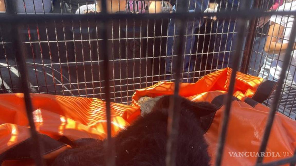 $!El osezno, de aproximadamente 10 kilogramos, se relaja en su jaula tras ser anestesiado y asegurado por las autoridades ambientales.