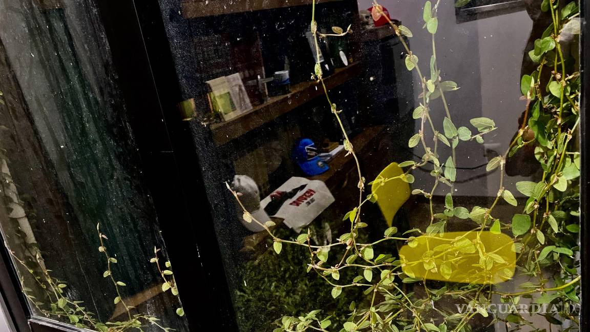 $!Las enredaderas cubrían poco a poco su casa, aún las ventanas y eso le encantaba.