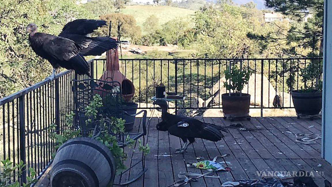 Cóndores invaden y causan caos en una casa en California