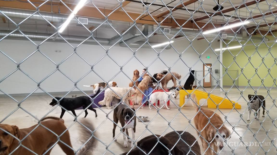 $!Max, el perro Pitbull que atacó a Iker, estará rehabilitado en tres meses: actor Raúl Julia