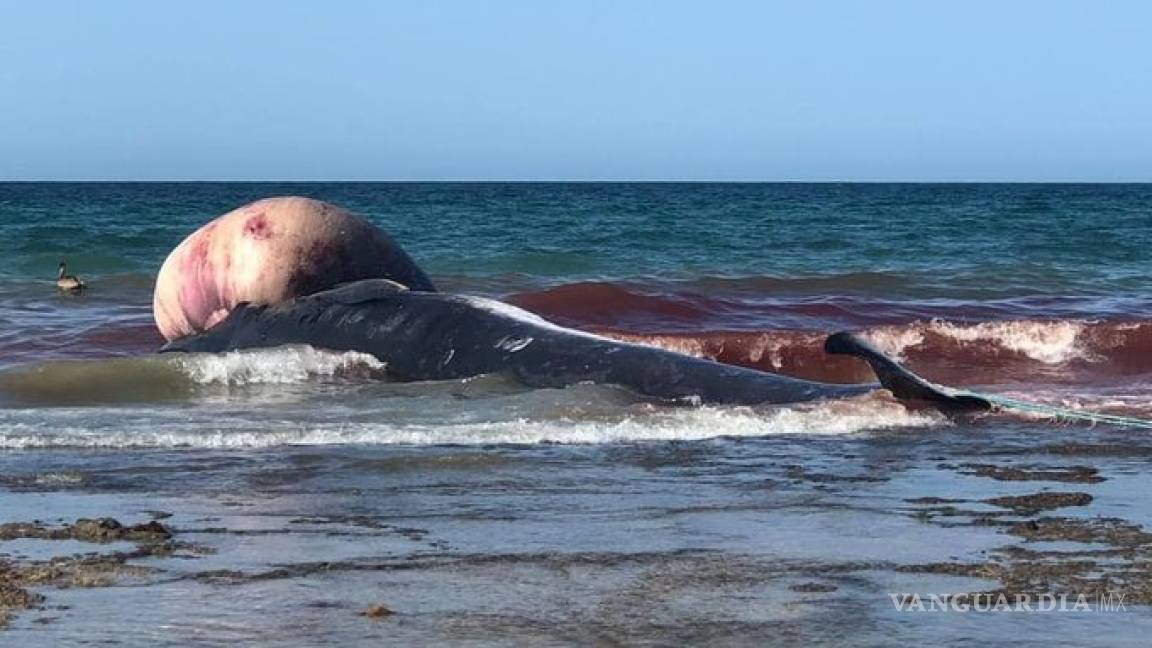 $!Encuentran ballena muerta en playa de Puerto Peñasco