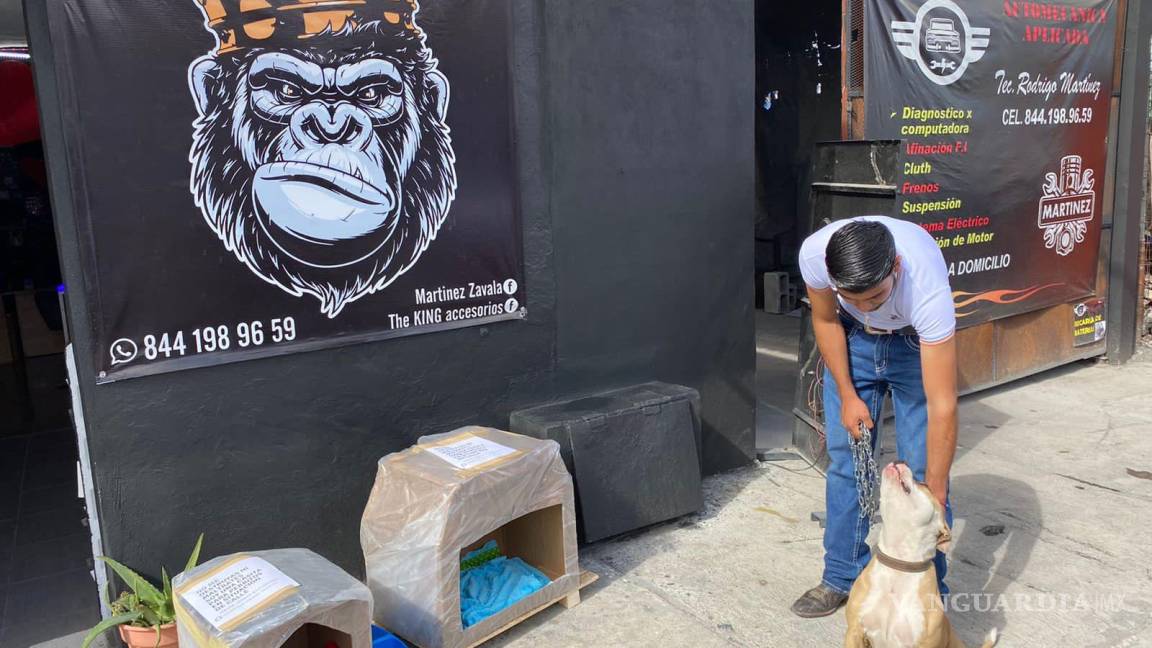 Colectivos animalistas de Saltillo realizan casitas para perritos en situación de calle