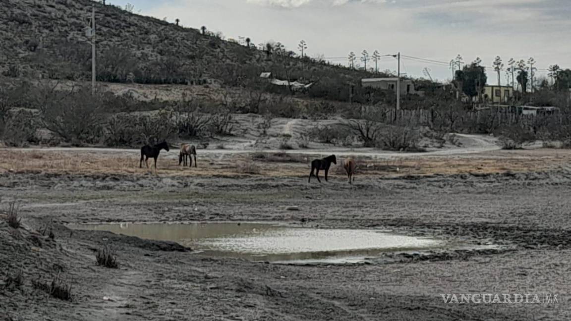 Se secan presas y estanques de abrevadero en ejidos de Saltillo