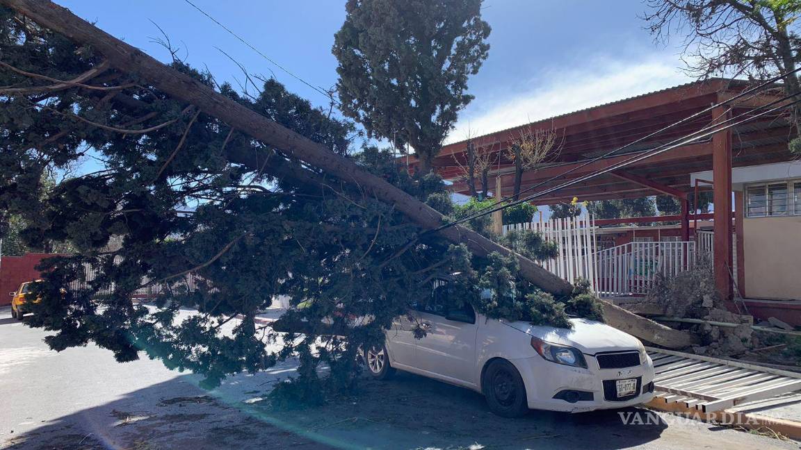 $!El árbol tumbó una barda y cayó encima de un auto.