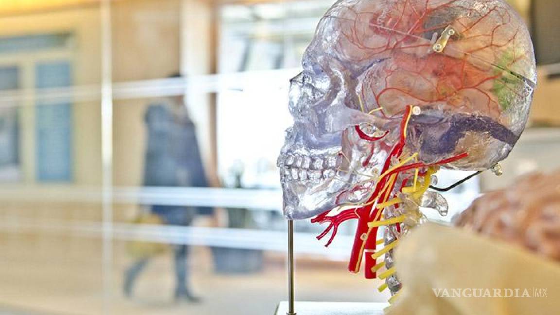 Científicos logran conectar un cerebro humano a Internet