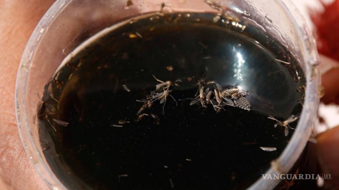 Suman mil 700 casos de dengue hemorrágico en Chiapas; van 9 muertos